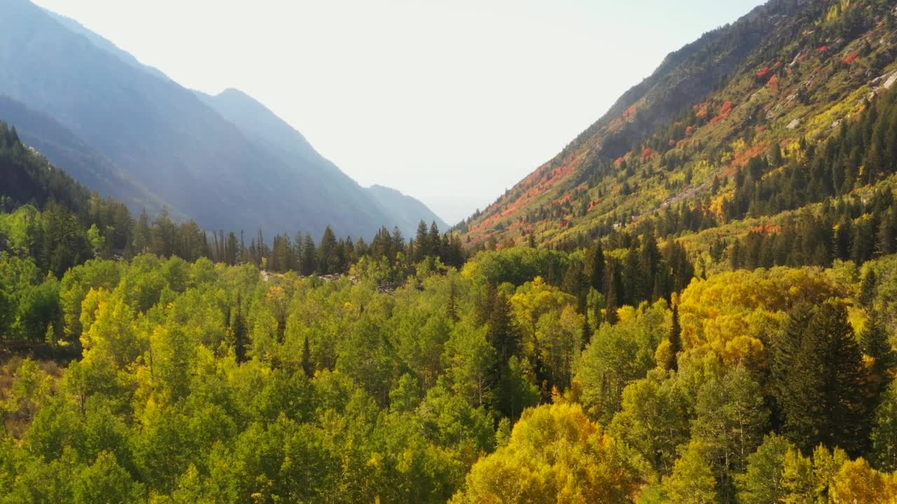 在一个阳光明媚的下午，无人机在秋天彩色的白杨林上空横飞视频下载
