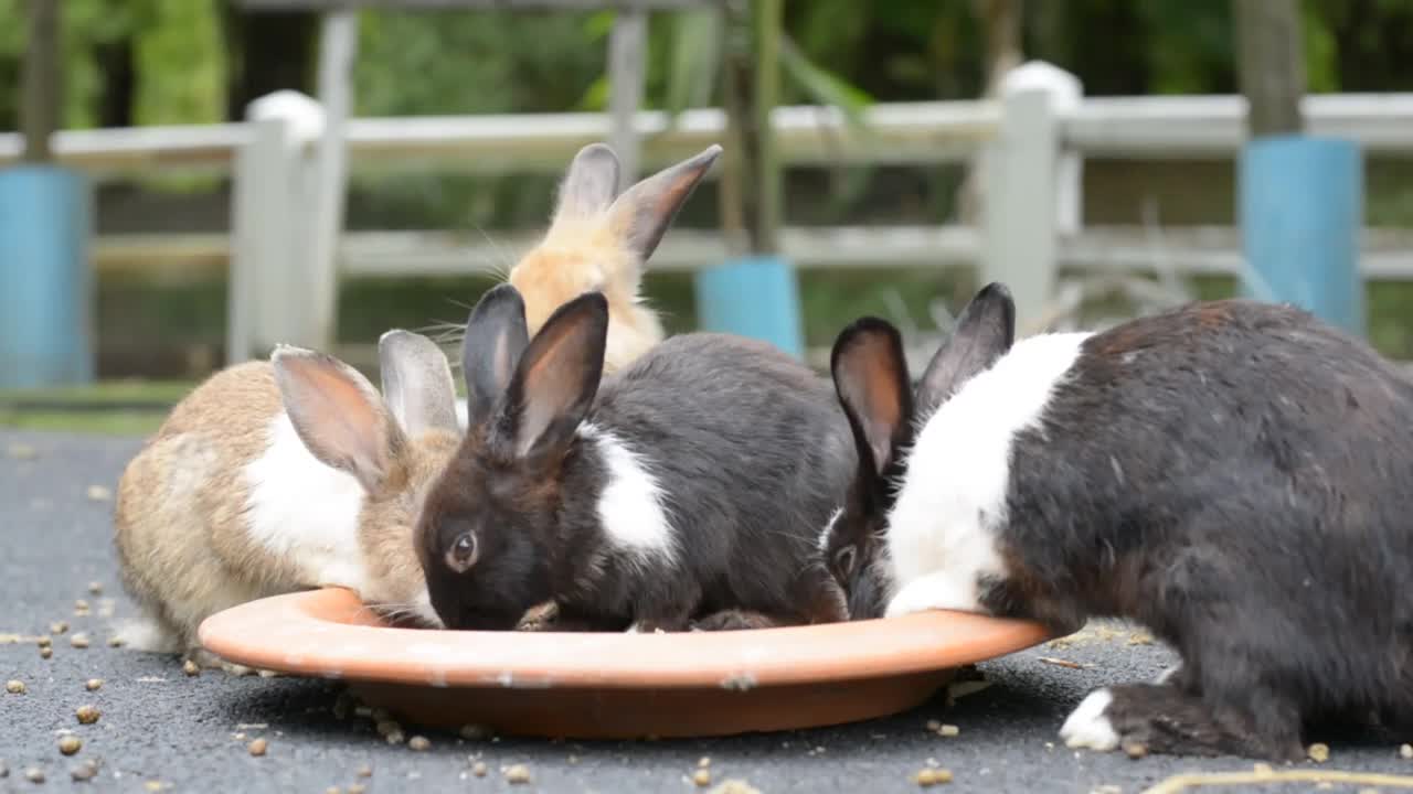 一群健康可爱的小兔子视频下载