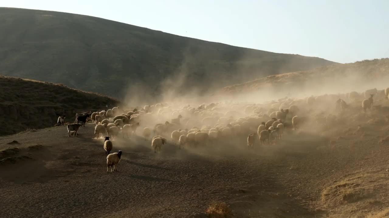 在山上放羊。视频素材