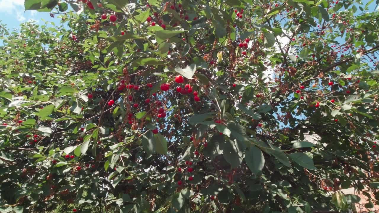 树上的红樱桃视频下载