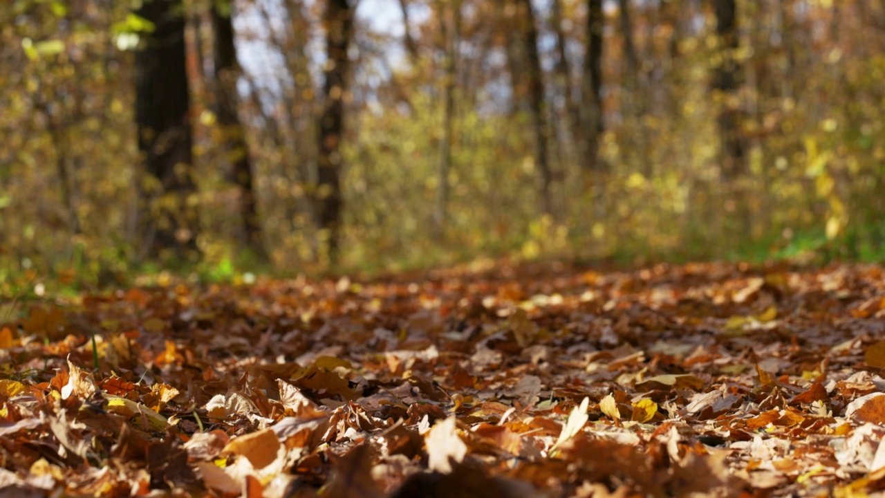 自然,秋天的风景。金色的秋天。穿过秋林的小径。黄叶树。季节落叶，慢动作。视频下载