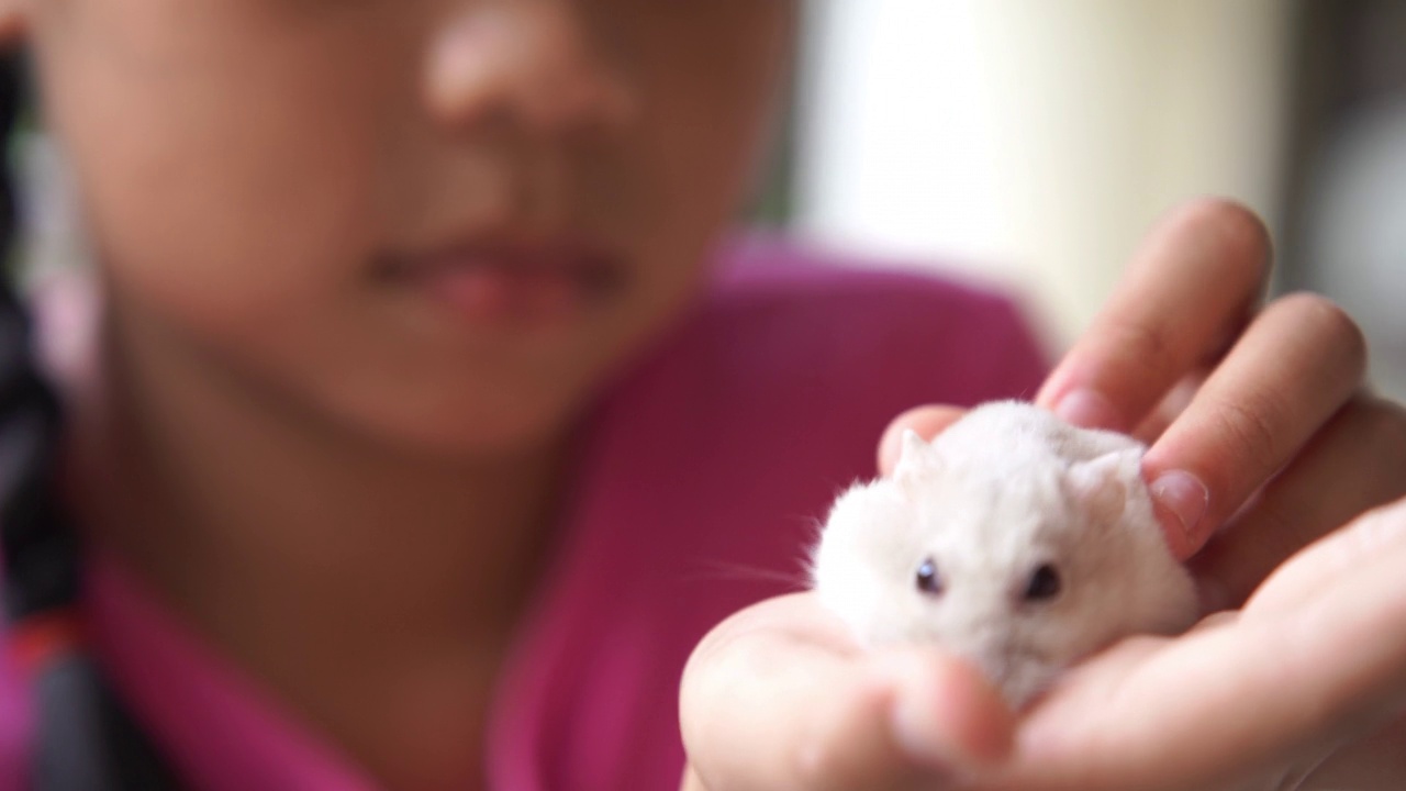 亚洲女孩拿着小白鼠玩视频素材