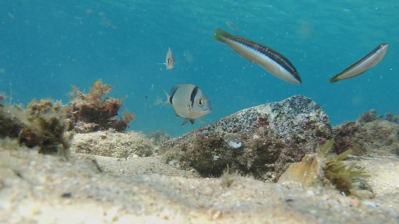 西班牙布拉瓦海岸的水下世界，有许多鱼类视频下载