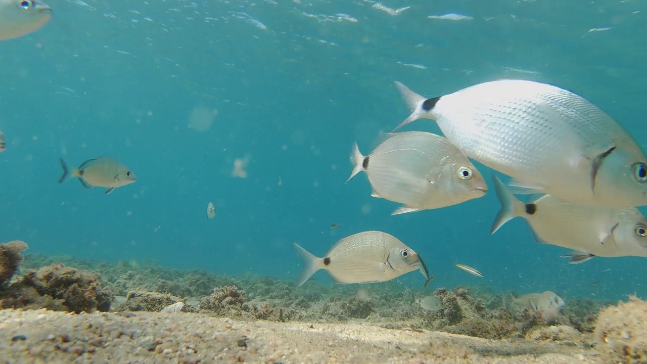 西班牙的Costa brava海底世界有很多鱼，他们吃一只死章鱼视频下载