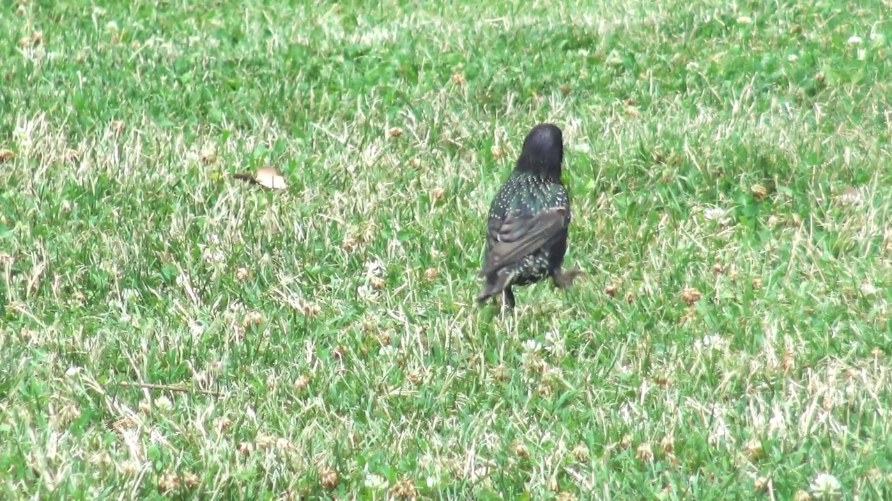 普通的椋鸟(Sturnus vulgaris)在绿草中寻找食物视频下载