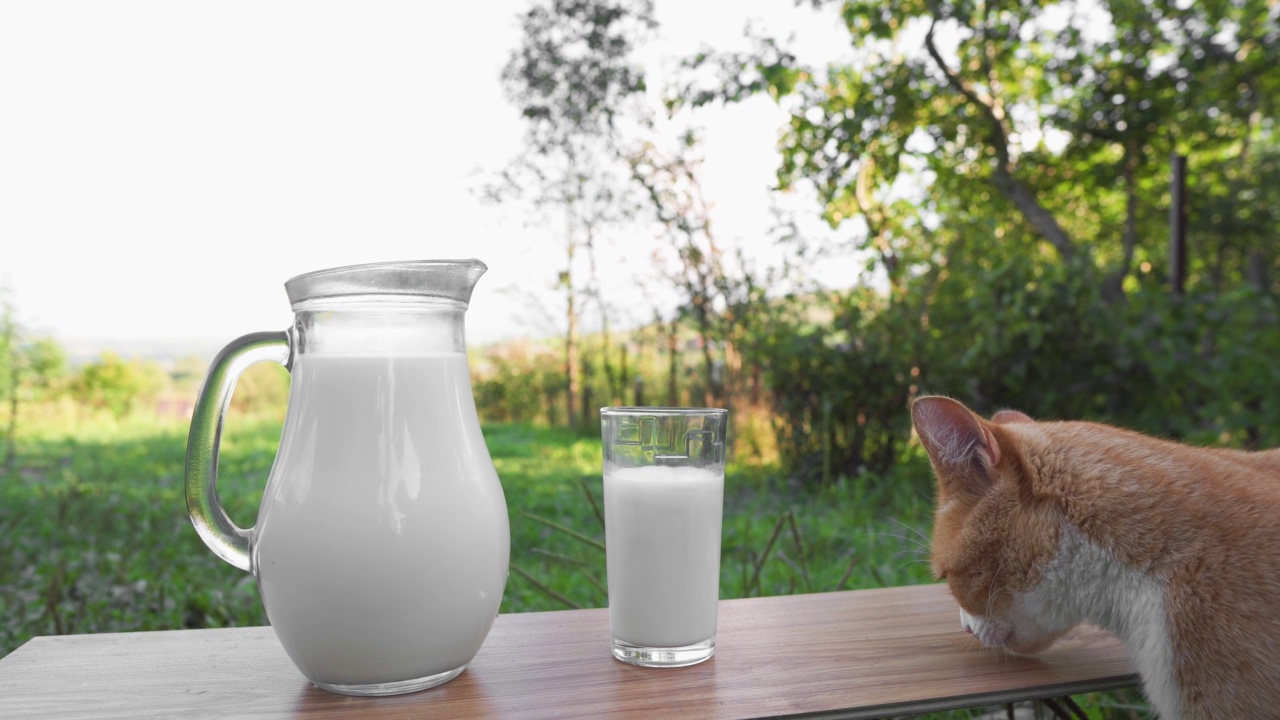 美味的早餐和猫粮。鲜奶装在玻璃瓶里，玻璃杯放在木桌上，背景是一头奶牛。一只猫在农村舔着喝着牛奶。农场的天然产品。视频下载