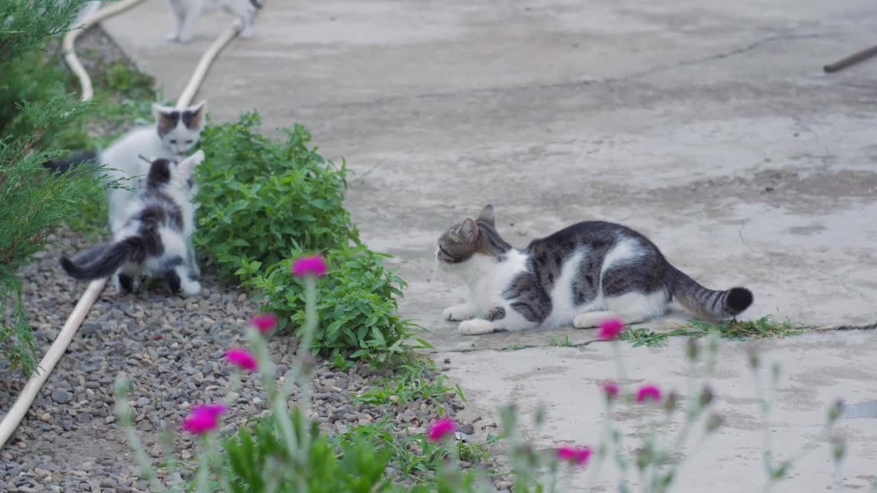 小猫打架在户外视频下载