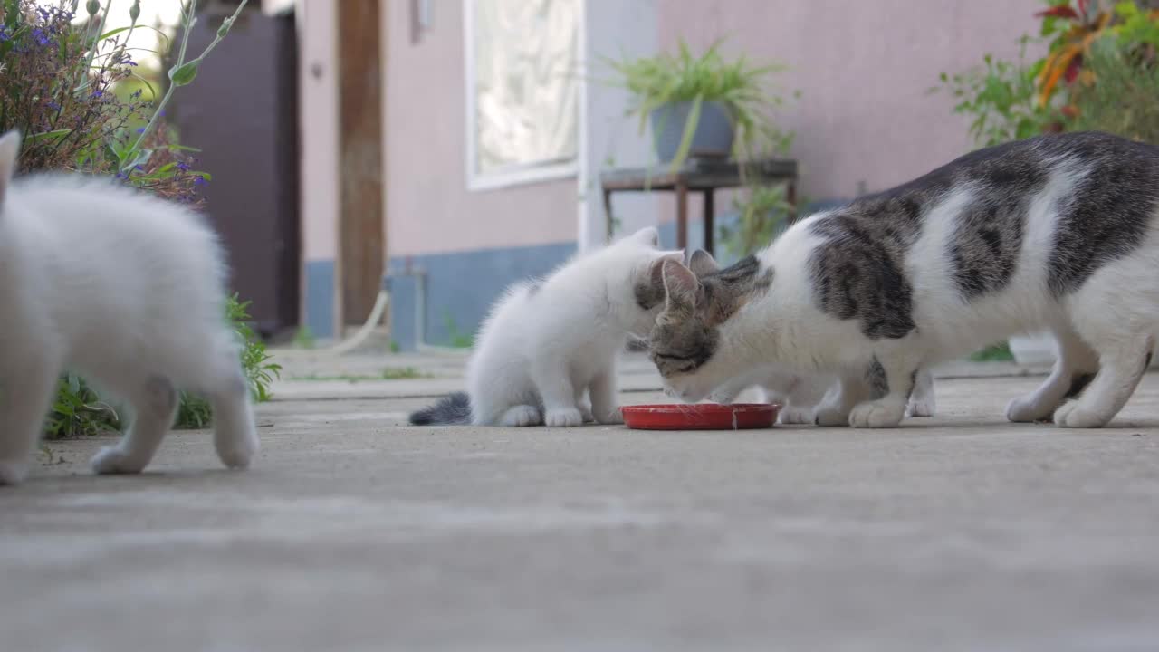 猫和小猫喝牛奶视频下载