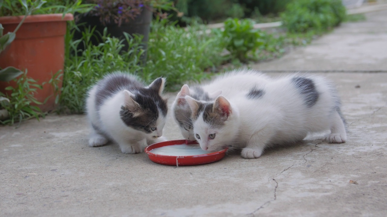 四只小猫吃牛奶视频下载