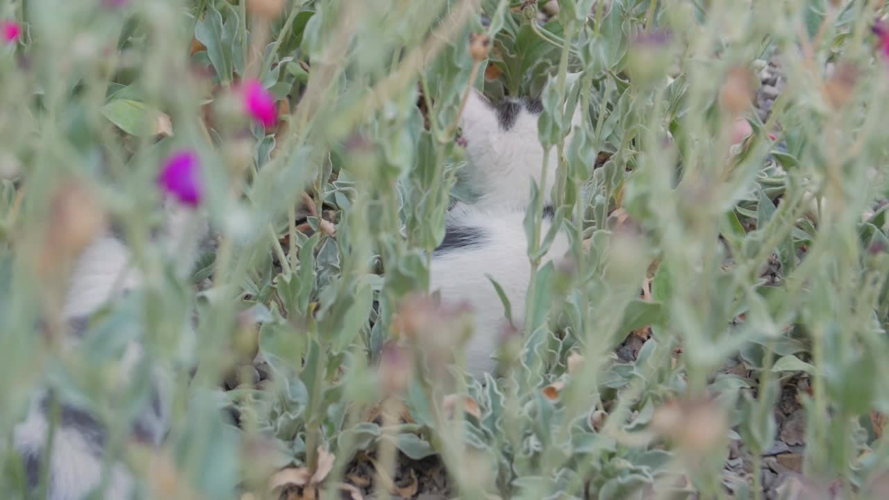 小猫在花园里玩耍视频下载