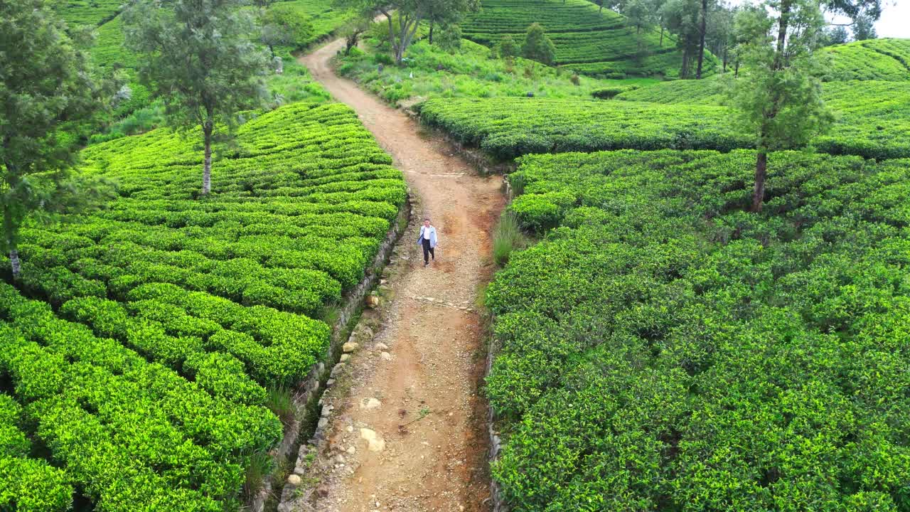 4K无人机拍摄的女子漫步在茶园的茶树丛中。视频素材