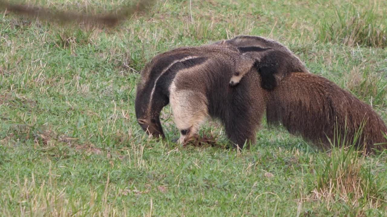 一只雌性食蚁兽在草地上进食，一只幼仔躺在它的背上视频下载