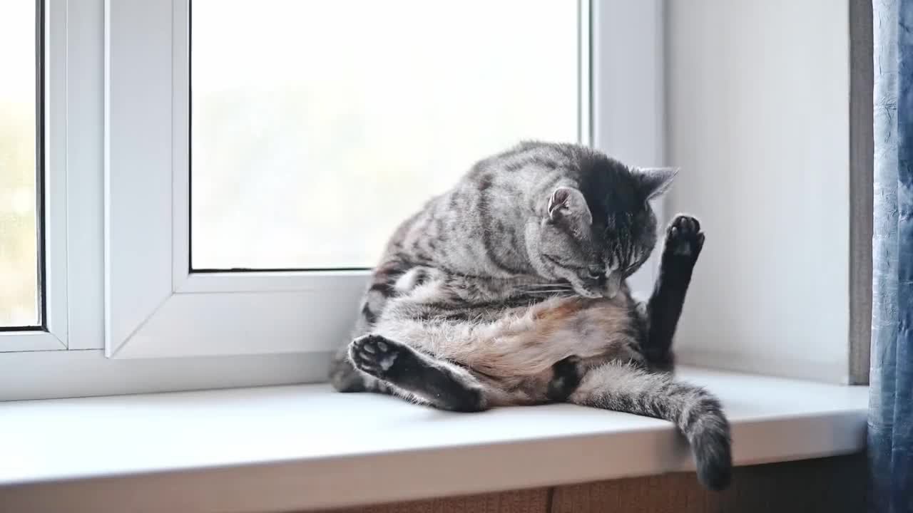 灰色虎斑猫正在梳理自己的毛发视频下载