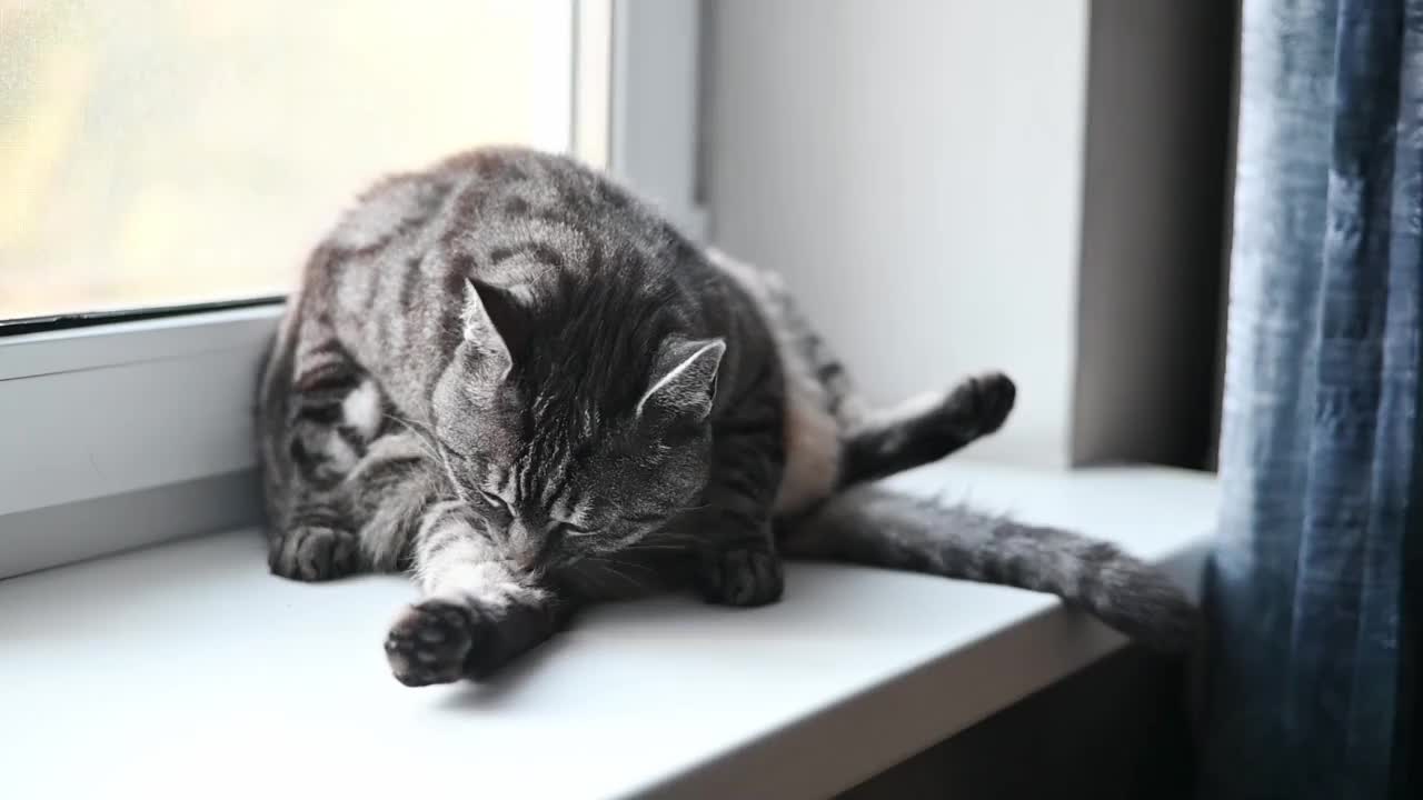 灰色虎斑猫正在梳理自己的毛发视频下载