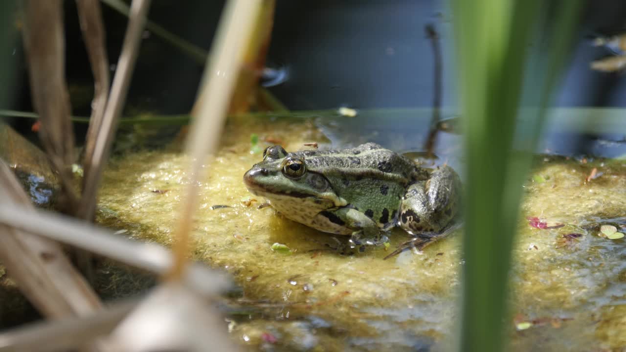 一只青蛙坐在池塘里的叶子上，从叶子上跳到水里。视频素材