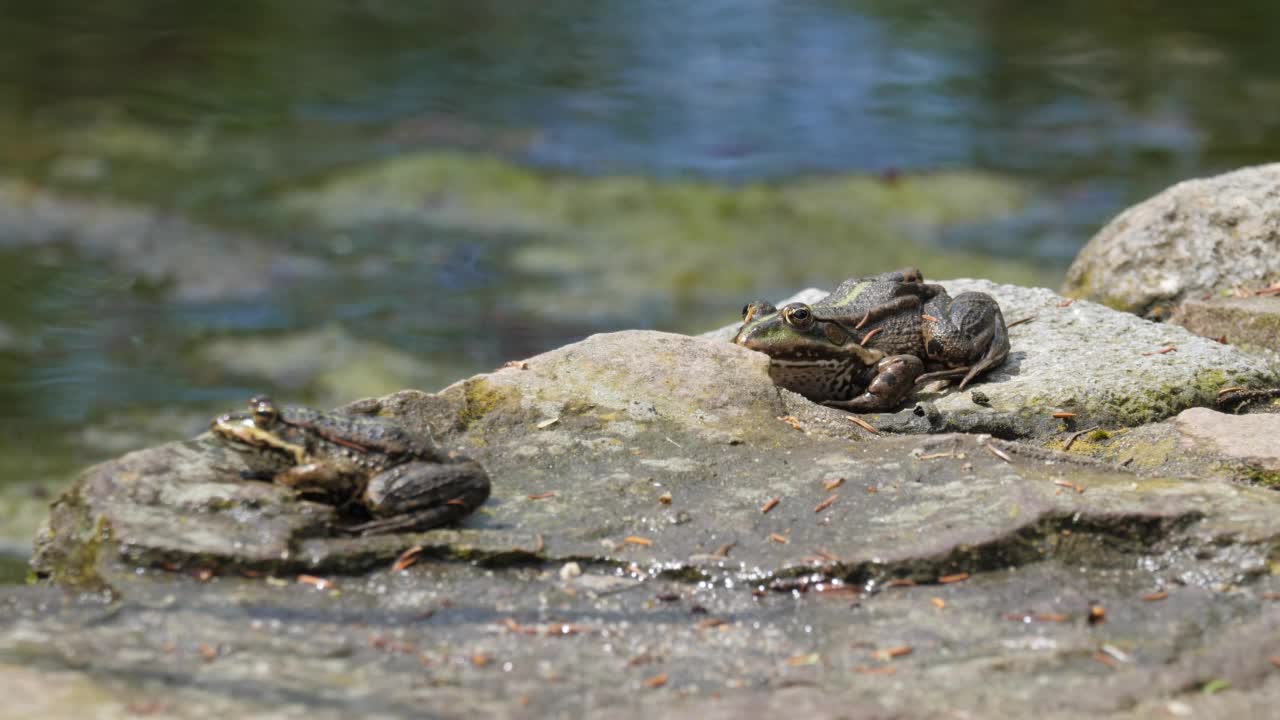 两只青蛙从石头上跳下来。视频素材