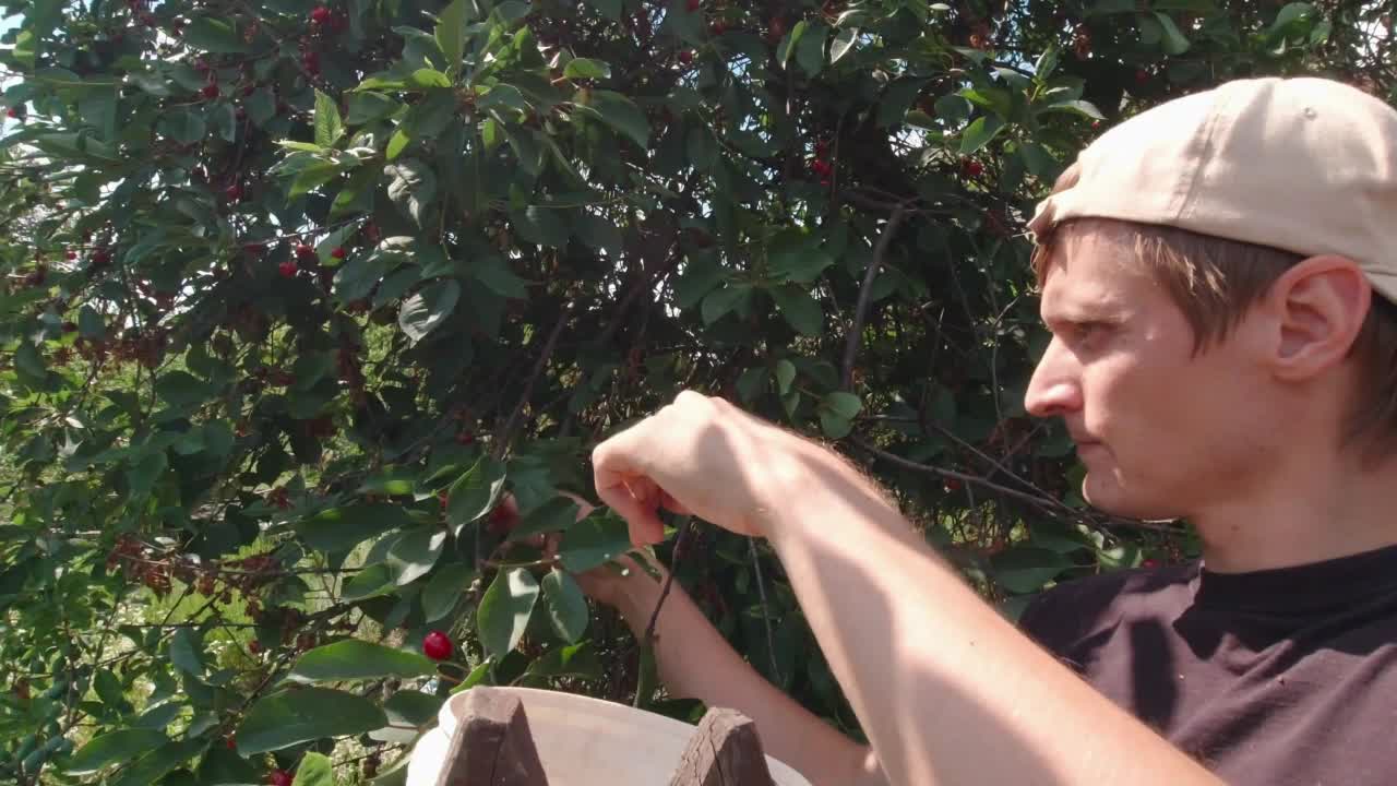 男人从树上摘樱桃视频下载