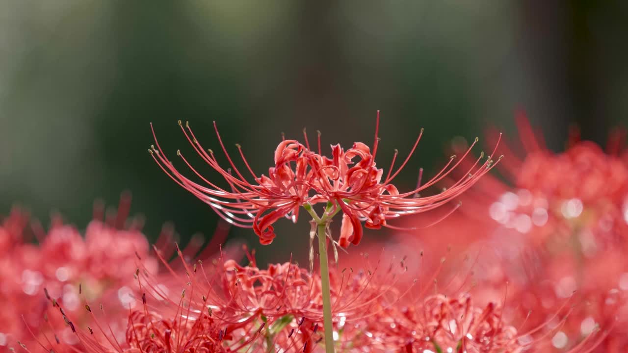 红红的石蒜蜘蛛百合神奇的百合春分花或高根花在阳光明媚的秋日里随风摇曳，背光下美丽的花林。4k慢动作视频，特写b卷镜头。视频素材