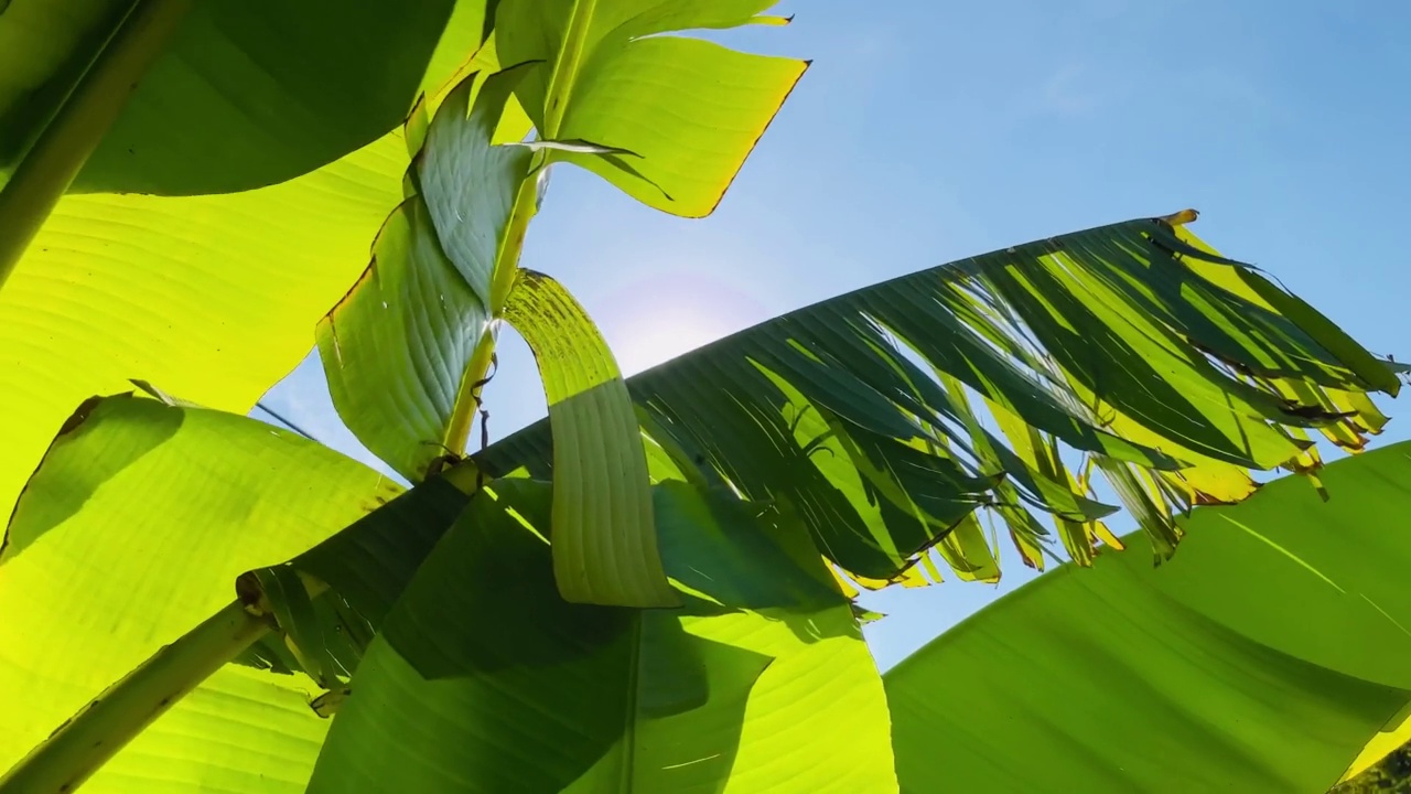 阳光下的香蕉树，树，公园，自然视频下载