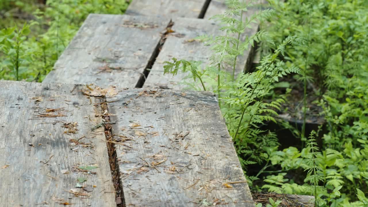 爱沙尼亚沼泽上长长的木壁架视频下载