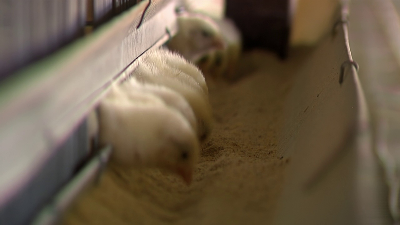 在阿根廷恩特雷里奥斯省的一家家禽农场，小鸡从笼子里往外看。视频下载