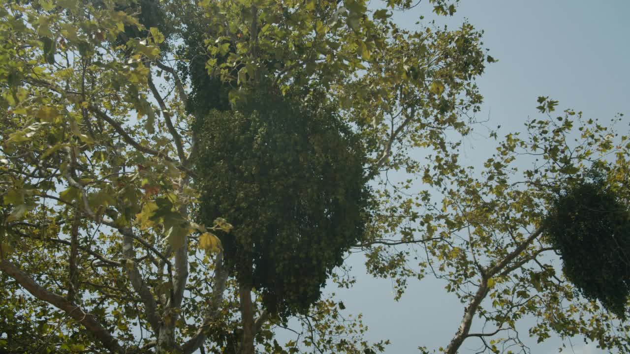 背光4K 48FPS慢镜头下的湿地树视频下载