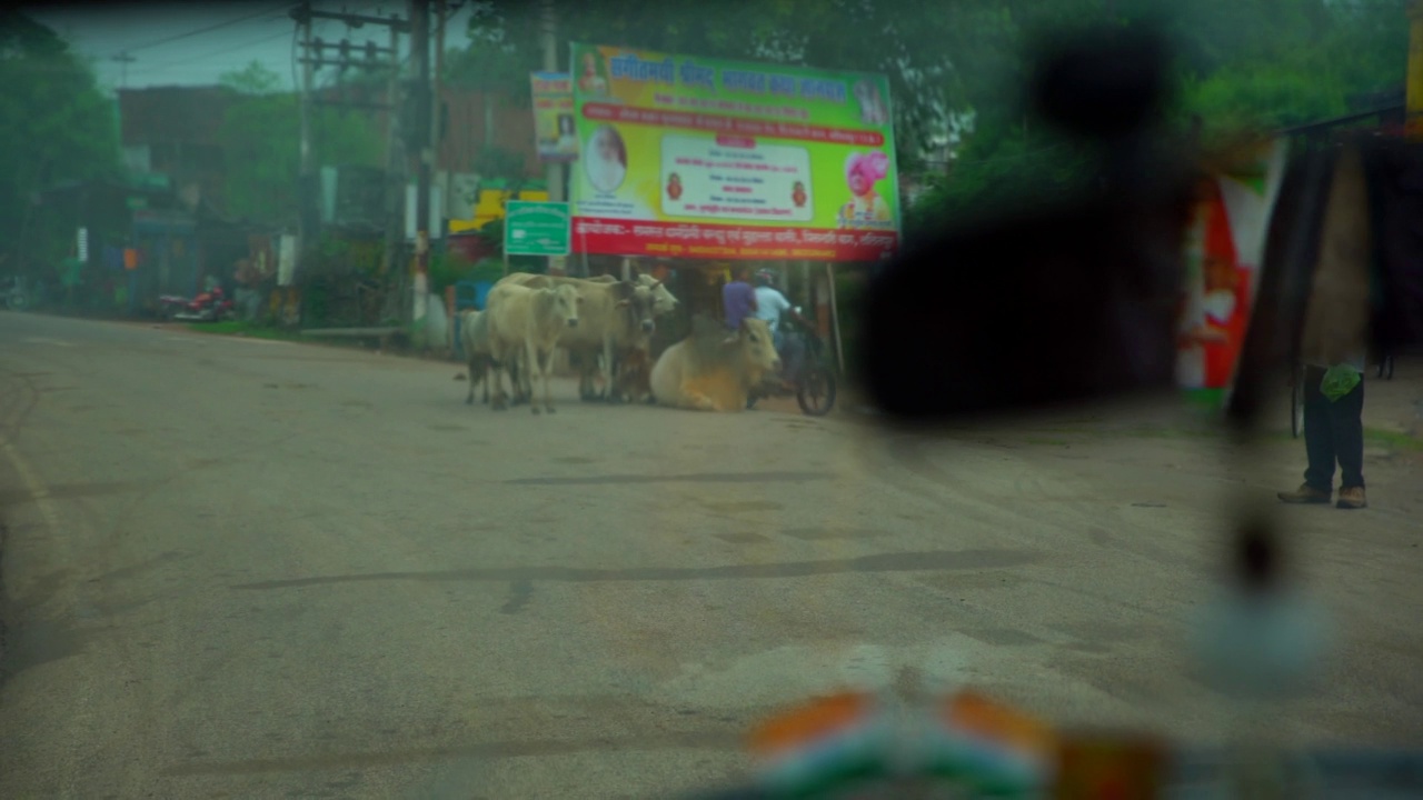 牛在汽车前面过马路视频素材