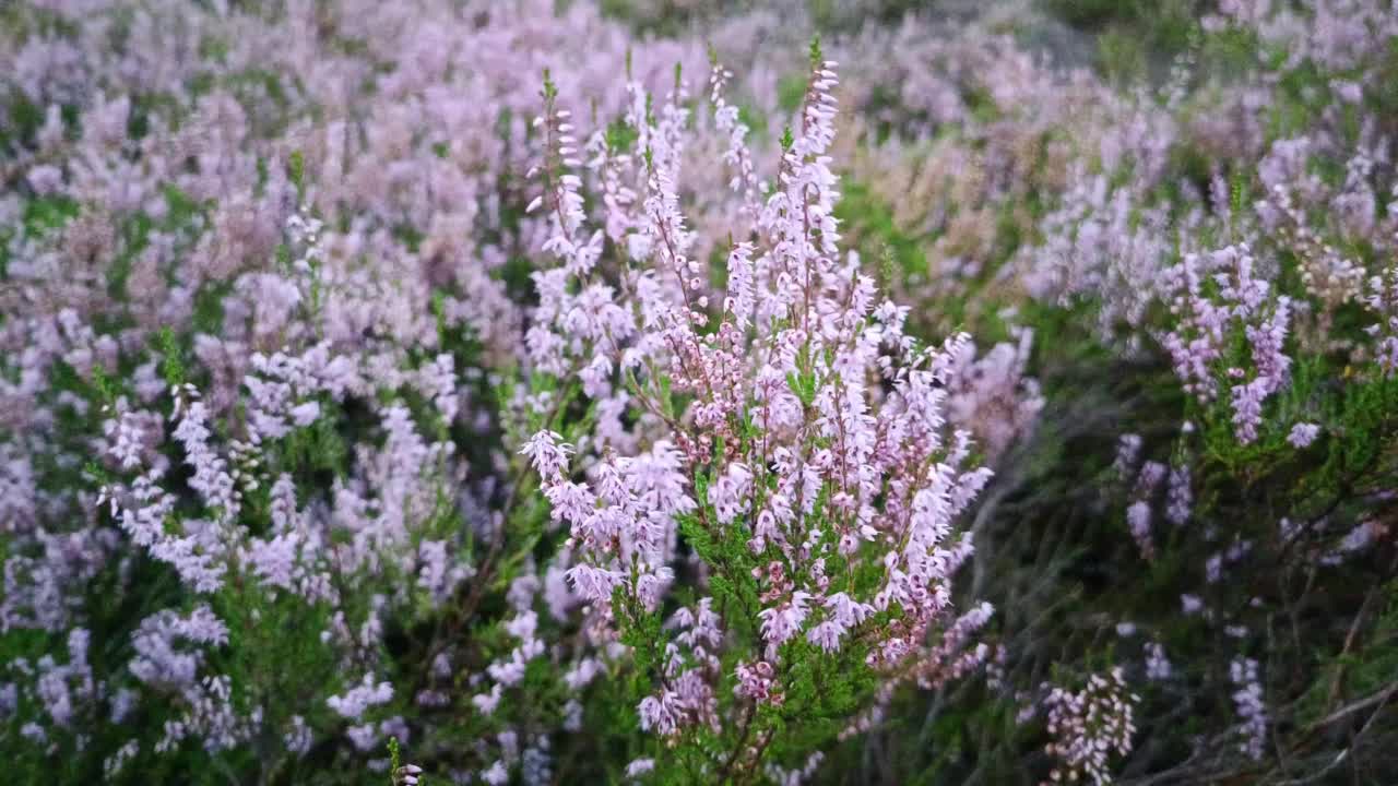 紫花石楠在森林生态旅游中漫步自然视频下载