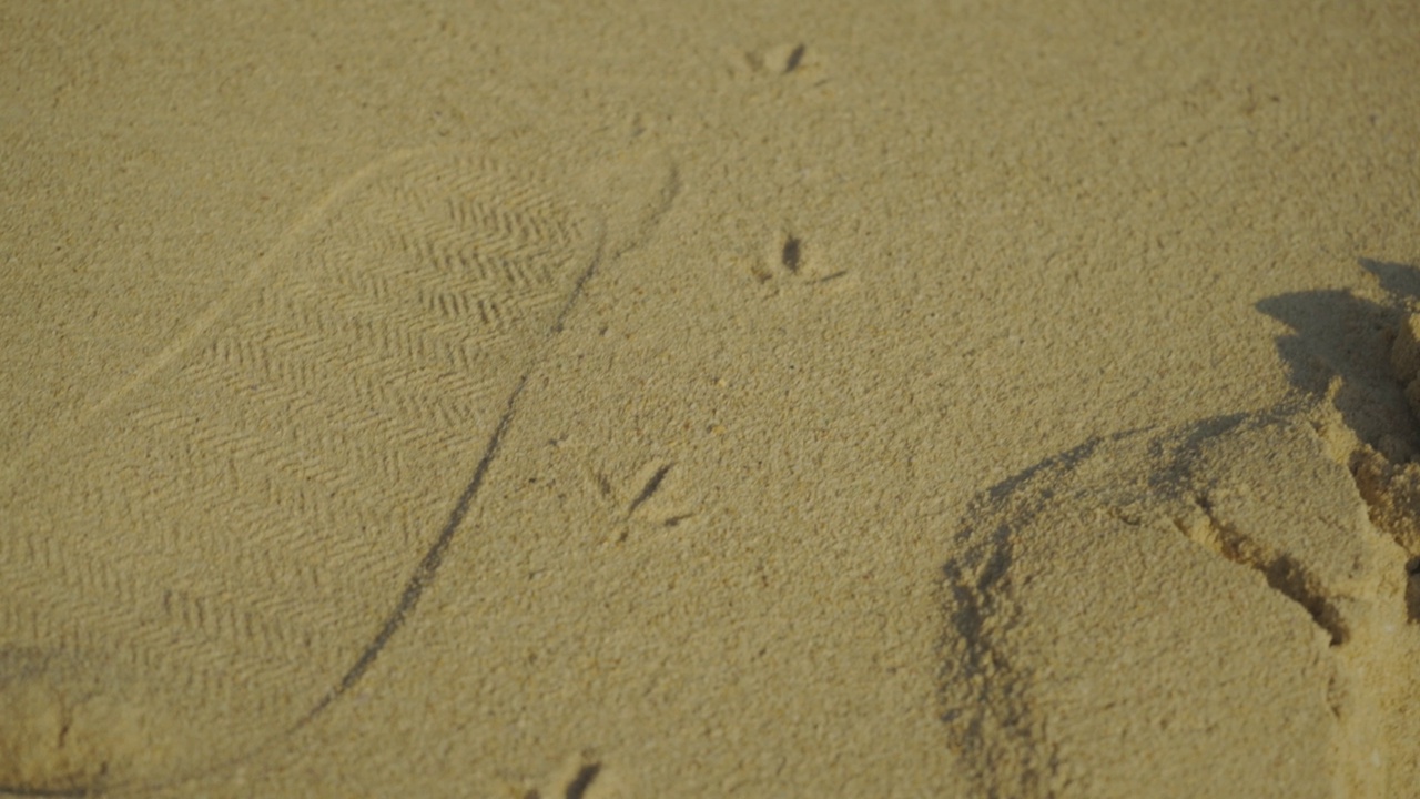 海滩上有鸟的足迹。视频下载