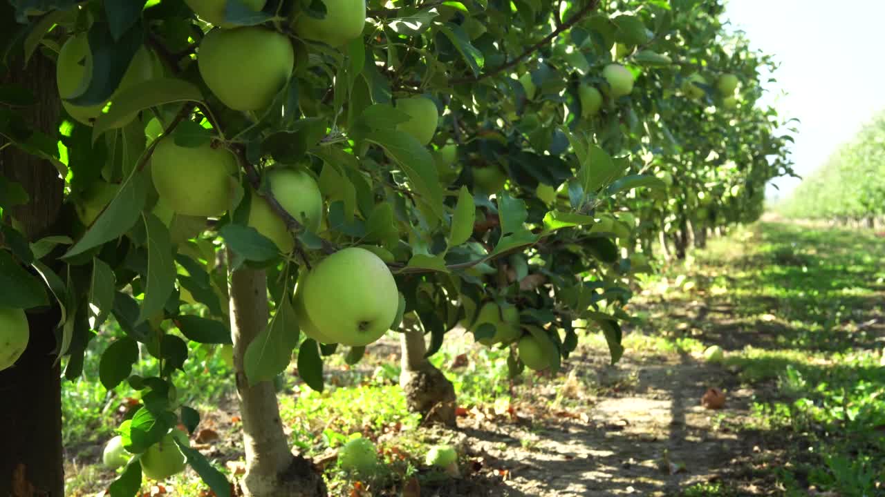 有成熟果实的苹果园。视频素材