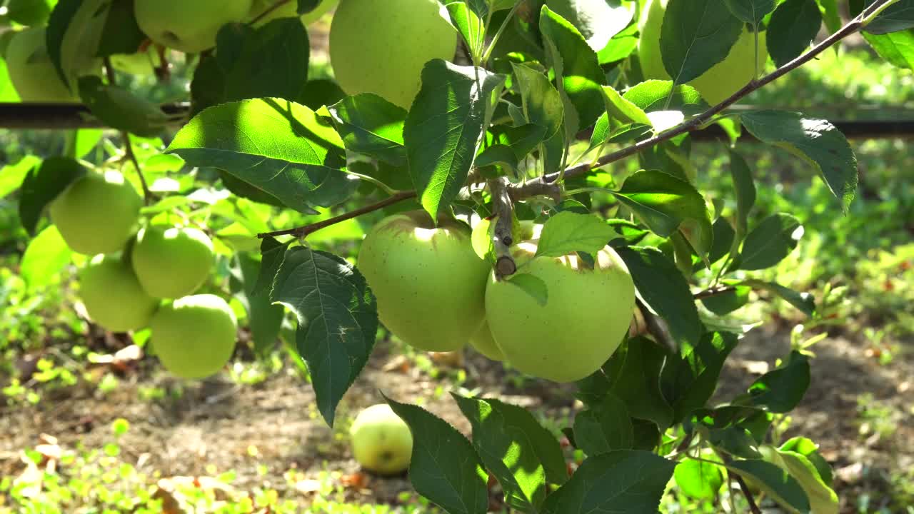 有成熟果实的苹果园。视频素材