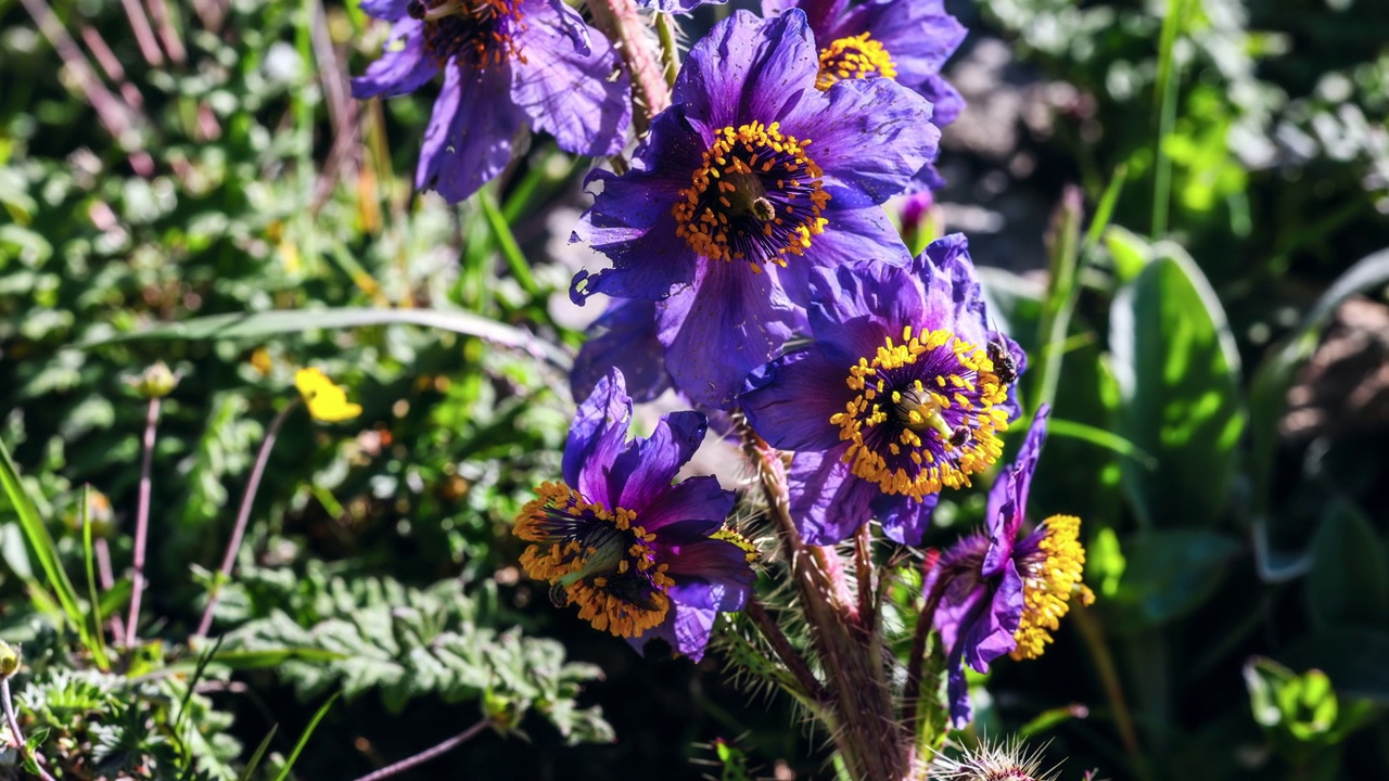 青藏高原上罕见的紫色花:绿绒蒿视频下载