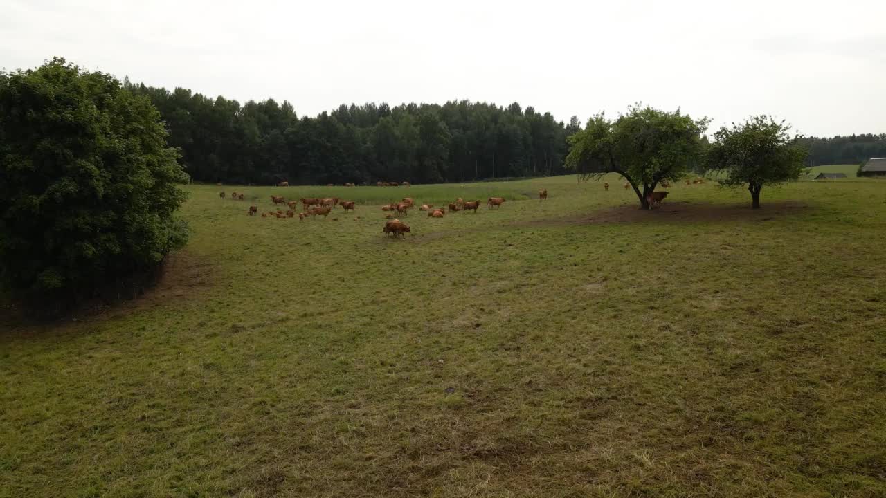 鸟瞰一片绿色的乡村田野，远处有一群棕色的牛在吃草视频素材