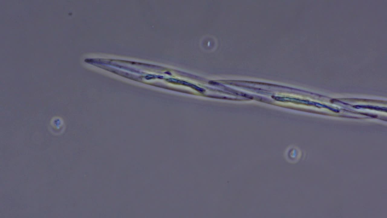 硅藻链，光学显微镜镜头视频素材
