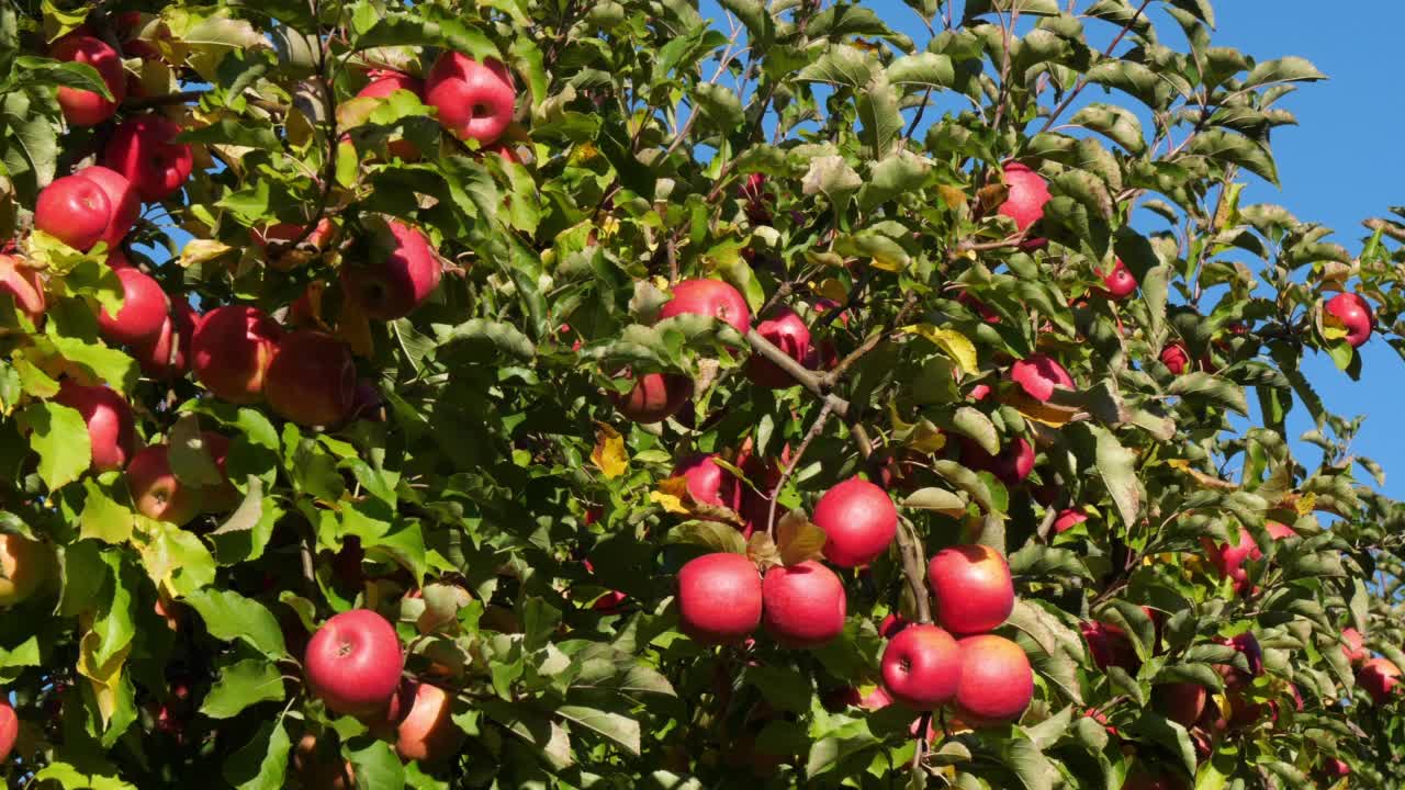克里普斯粉红色。果园里的苹果树，欧西坦，法国视频素材