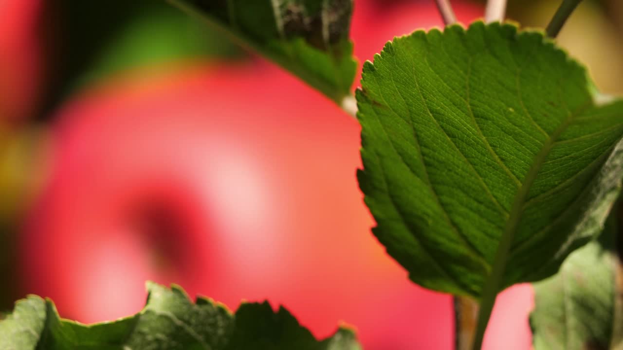 克里普斯粉红色。果园里的苹果树，欧西坦，法国视频素材