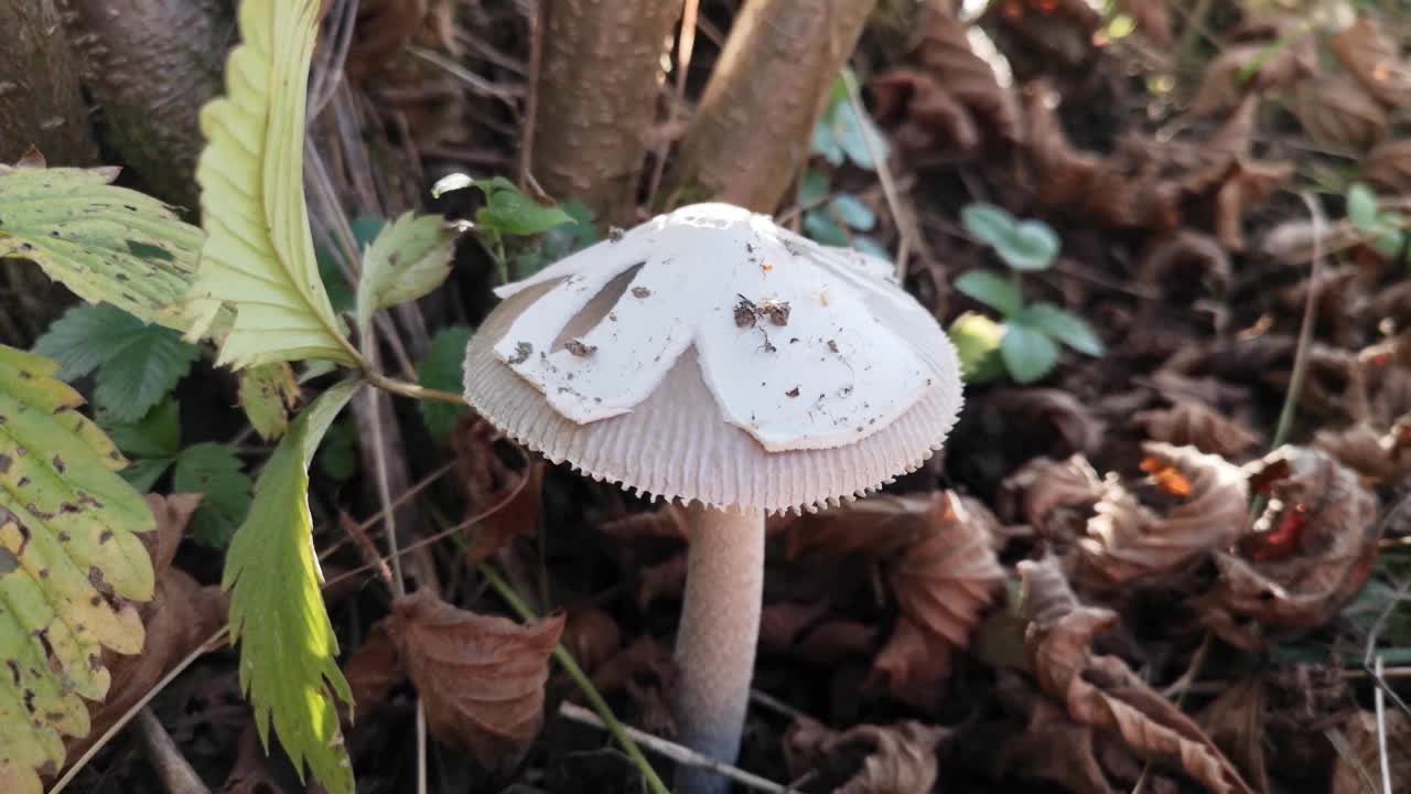 秋山林中不可食用的蘑菇视频下载