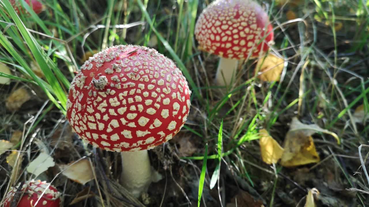 秋山林中不可食用的蘑菇视频下载