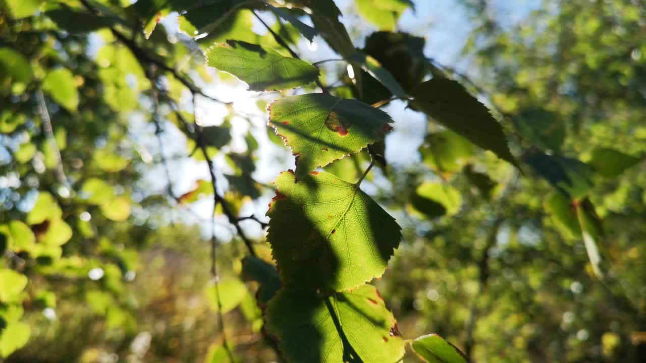 阳光透过在风中飘扬的白杨树叶的玩耍视频下载