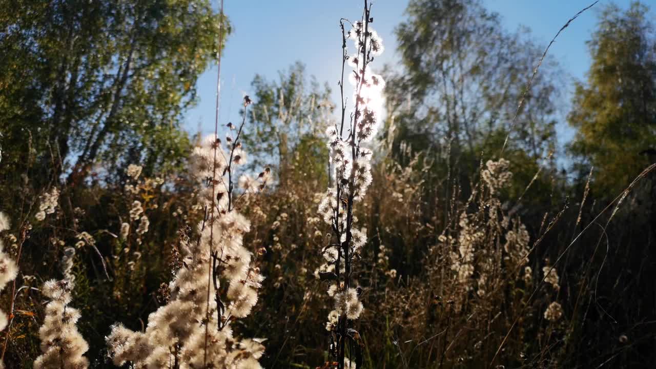 阳光穿过森林中蓬松的植物视频下载