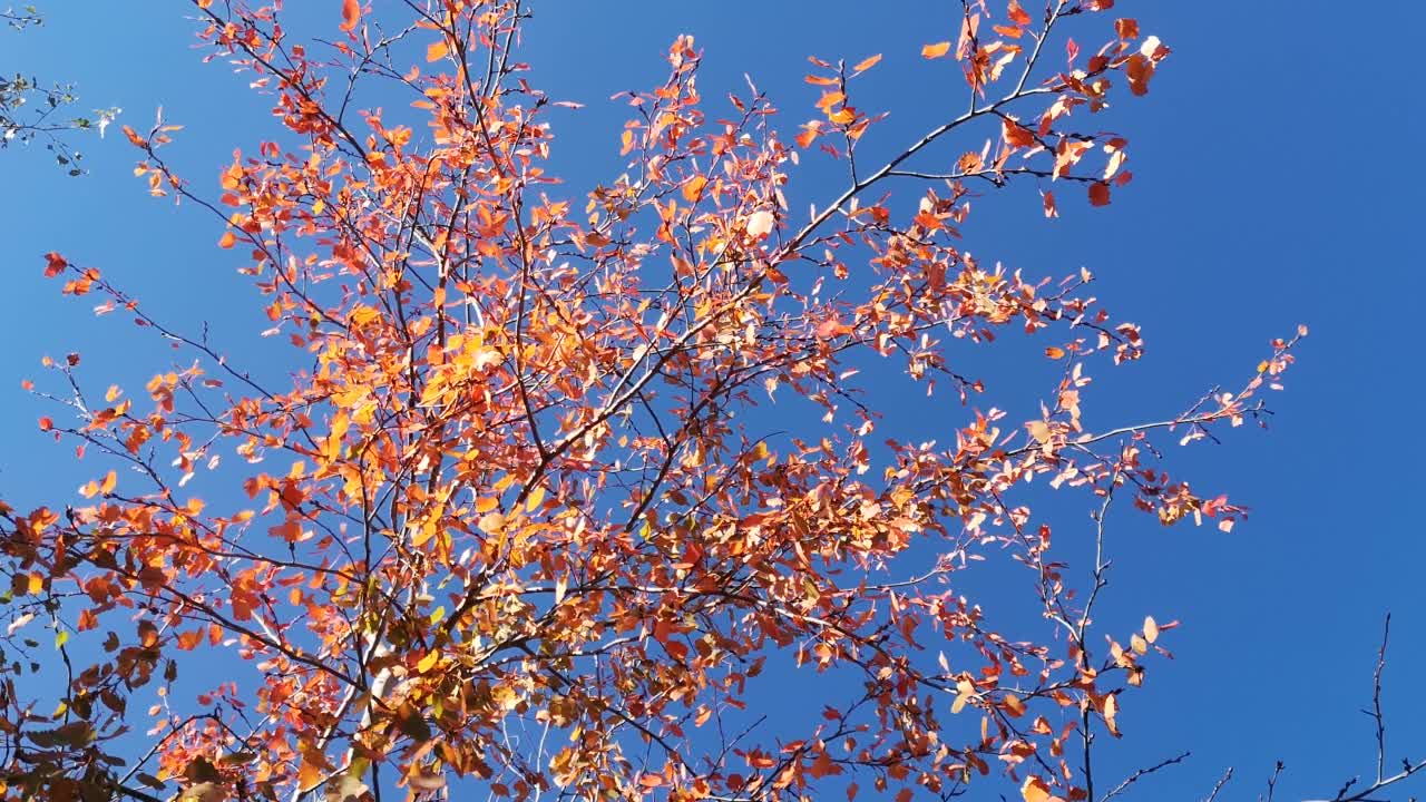 一棵高大的白杨的红叶在风中飘动视频下载