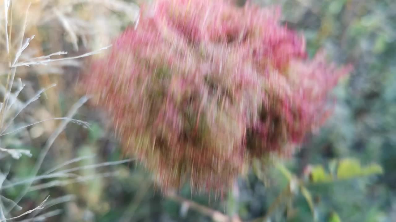 野玫瑰丛上的一种奇怪的生长物视频下载