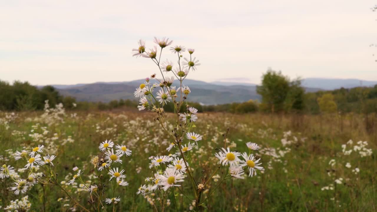在山的背景上的花的花序Phalacroloma annuum视频下载