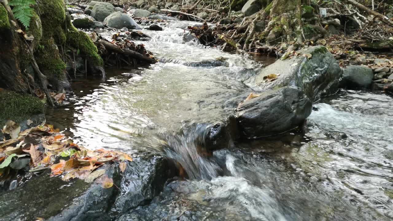山间秋林里流淌的小溪视频下载
