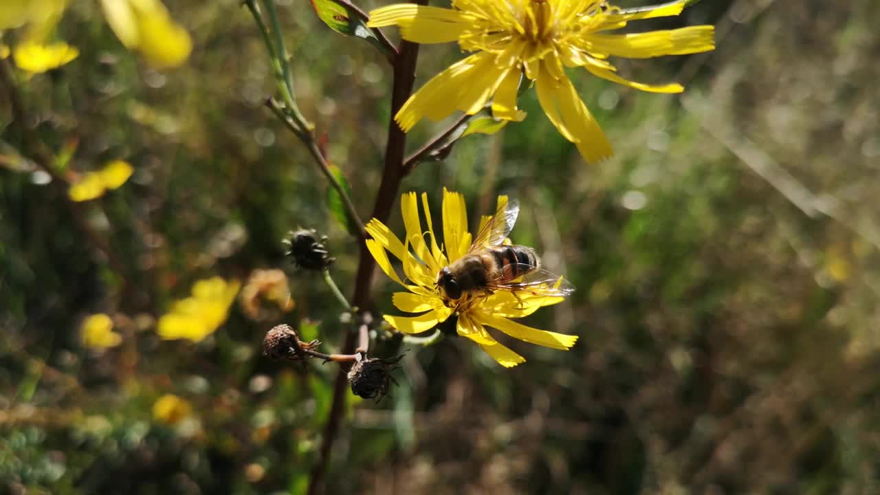 牛虻在黄花上采集花蜜视频下载