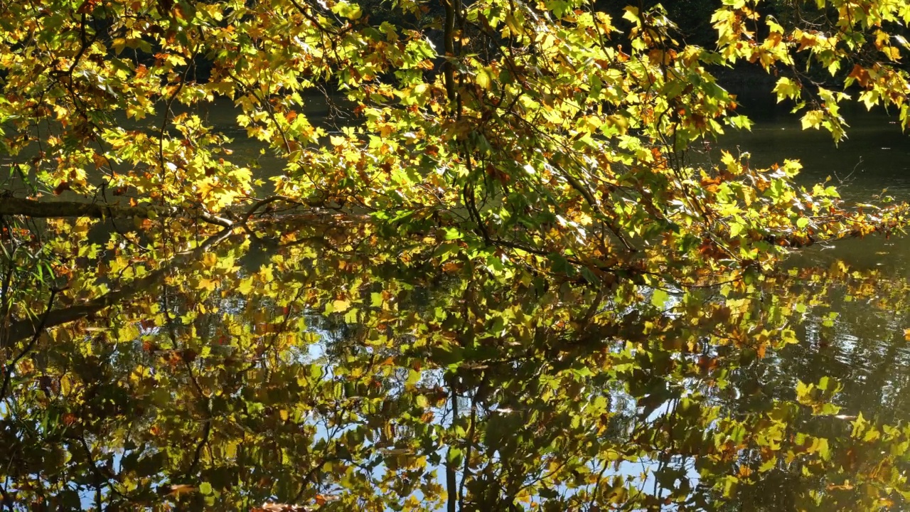 法国皮卡第贡比涅森林的圣佩林池塘视频素材