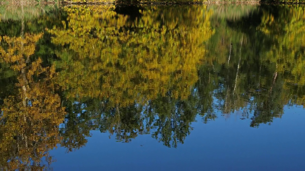 法国皮卡第贡比涅森林的圣佩林池塘。视频素材
