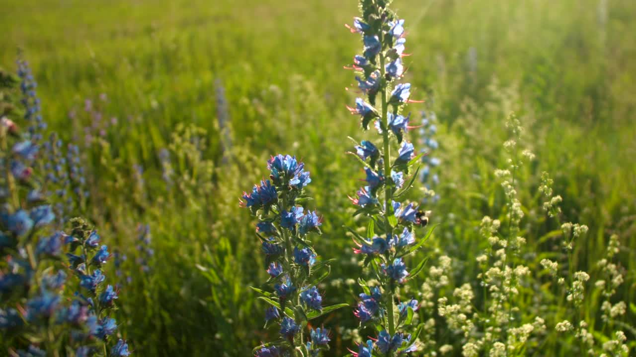 蜜蜂从蓝色风信子上收集花粉。有创造力。美丽的阳光灿烂的草地，鲜花和昆虫竞相盛开。在阳光明媚的夏日，蜜蜂飞过蓝铃。夏季草地的宏观世界视频素材