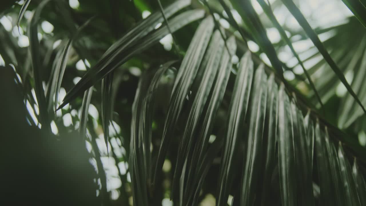奇异的热带绿色植物，热带丛林中的棕榈树叶子。视频素材