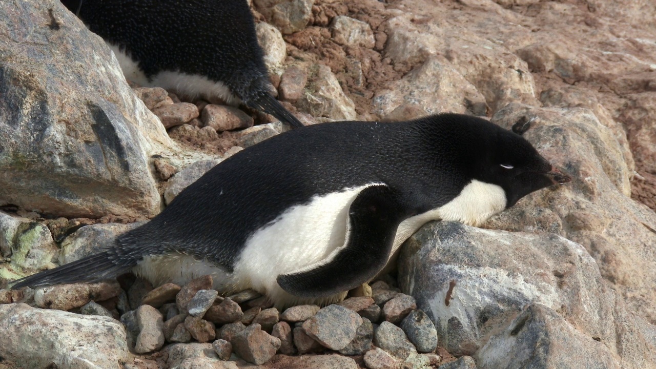 阿德利企鹅躺在岩巢上打瞌睡视频下载